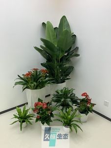 北仑办公室花卉绿植租摆简约组合